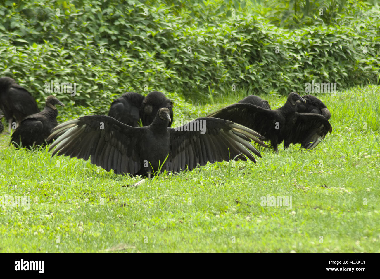 Black Vultures at Conowingo Dam Maryland Stock Photo Alamy