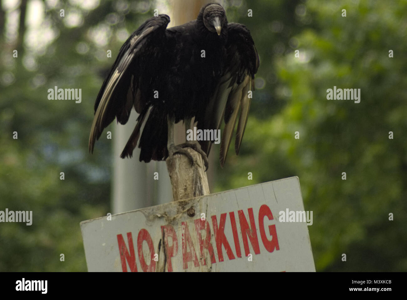 Black Vulture over No Parking sign at Conowingo Dam Maryland Stock Photo