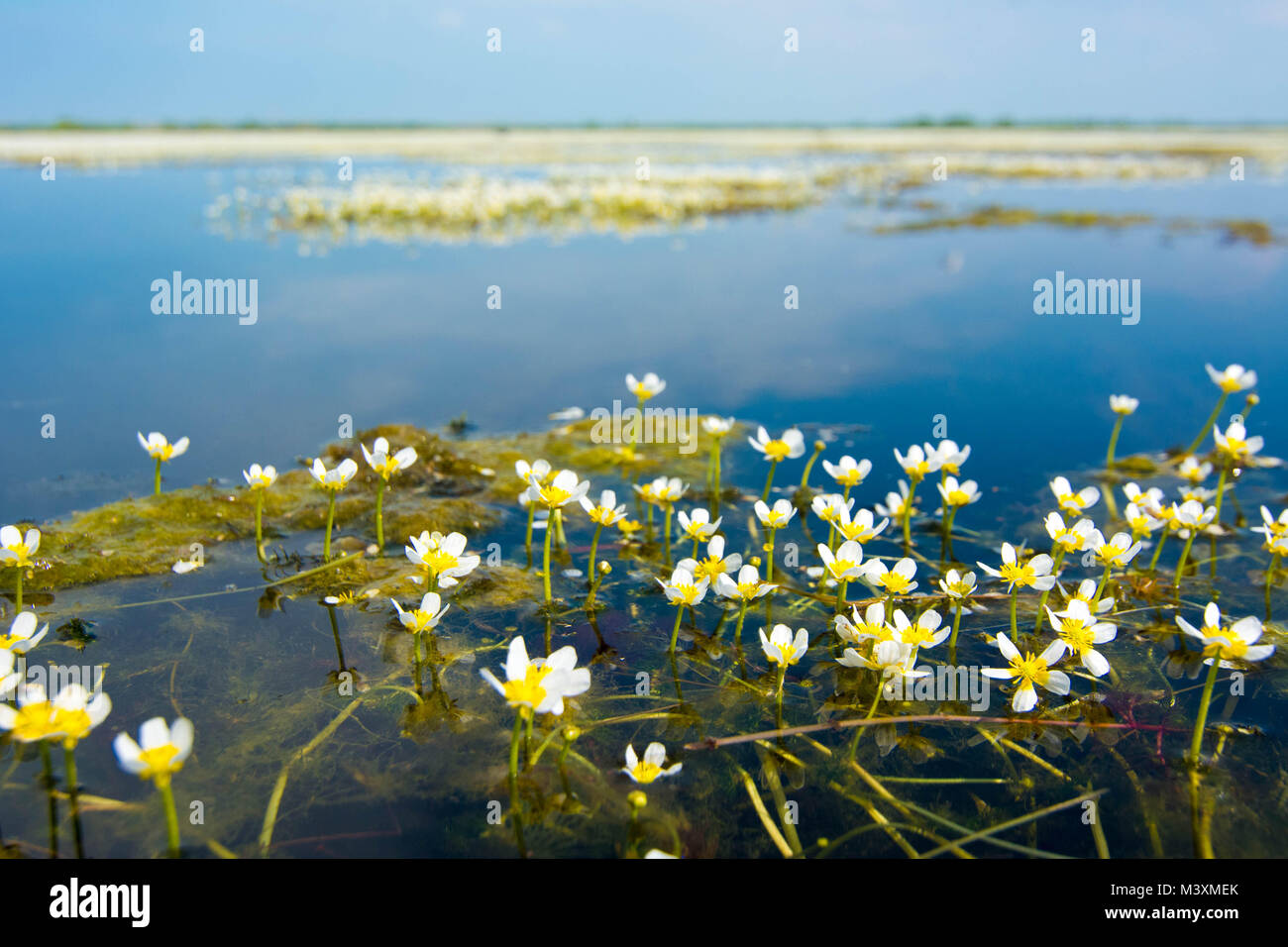 White Water Crowfoot (Ranunculus fluitans) floating on water in Summer