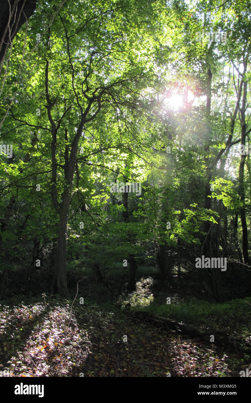Trees Walking Beautiful Uk Sun High Resolution Stock Photography and ...