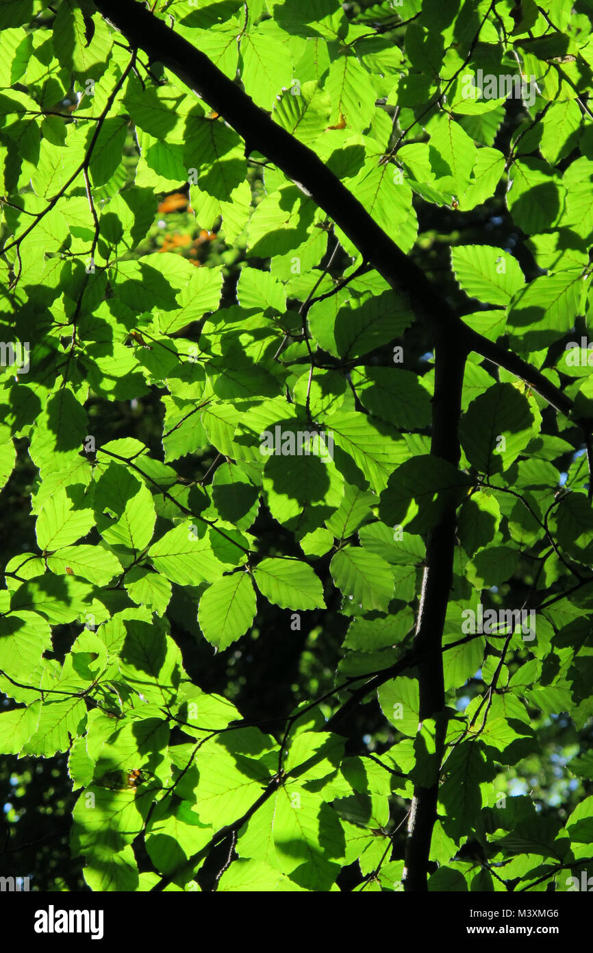 Canopy trees sun ray forest hi-res stock photography and images - Alamy