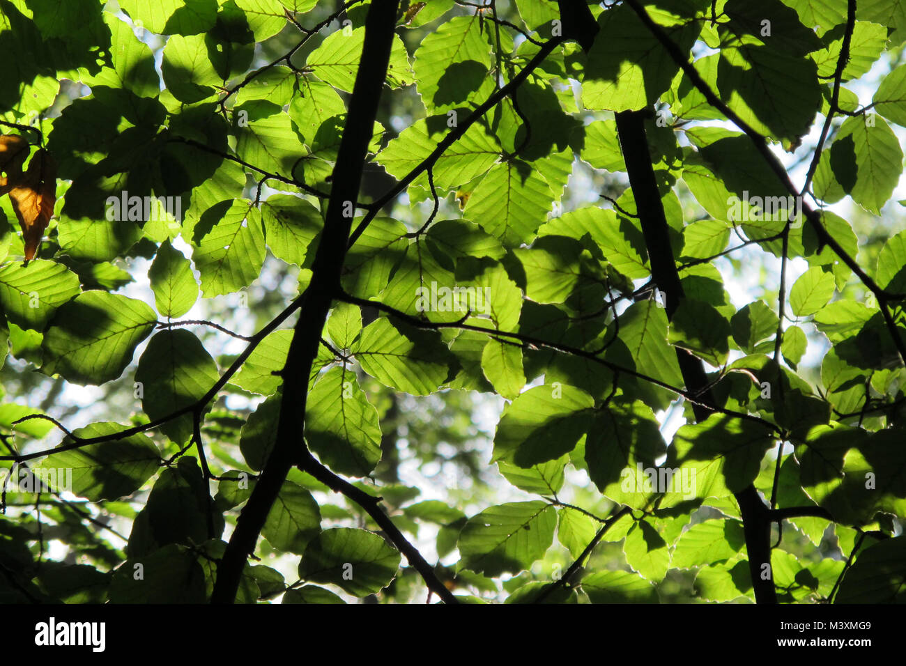 Canopy trees sun ray forest hi-res stock photography and images - Alamy