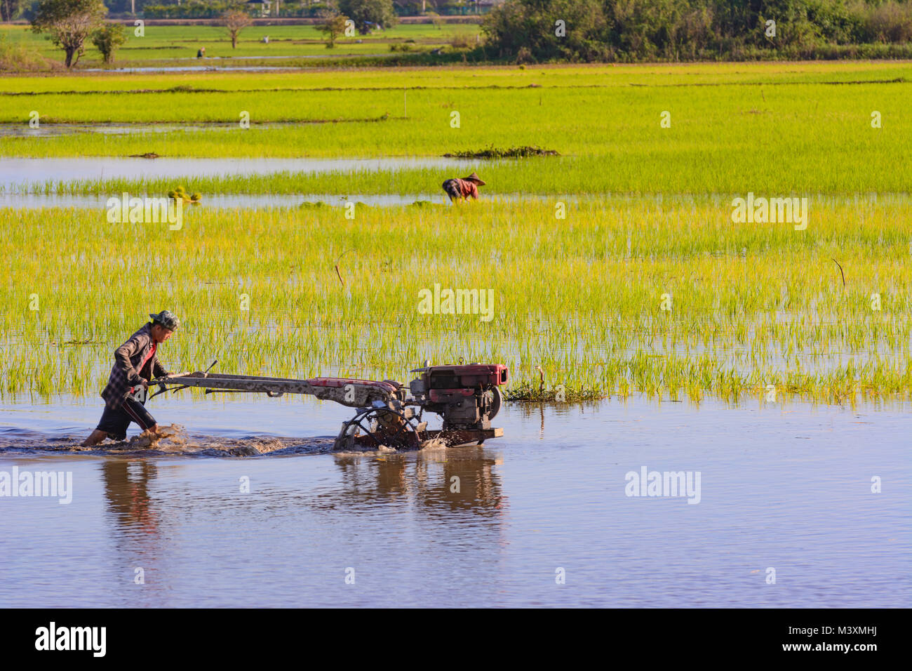 Myanmar Rice Paddy Hpa-An: rice paddy field, water, farmer, Two-wheel tractor, walking ...