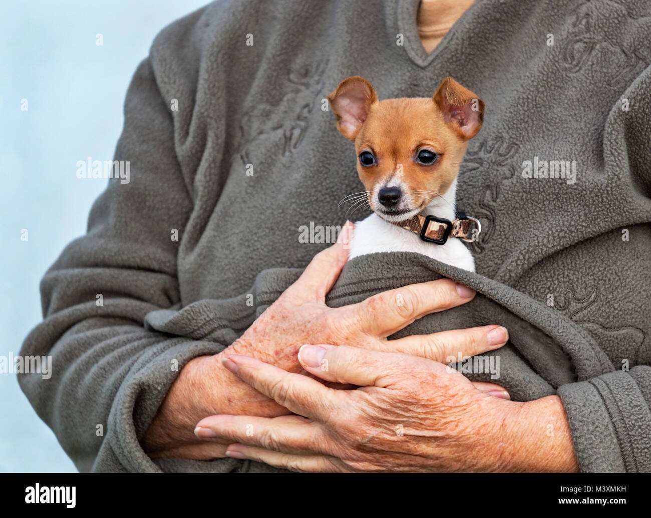 toy fox terrier and chihuahua mix