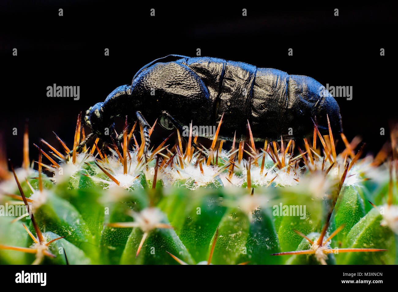 Macro picture of a black bug on a cactus Stock Photo - Alamy
