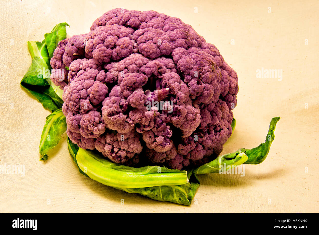 purple cauliflower with green leaves - Brassica oleracea, Botrytis Stock Photo