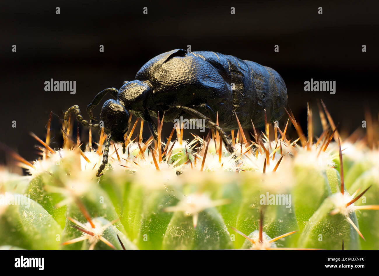 Pulse beetles hi-res stock photography and images - Alamy