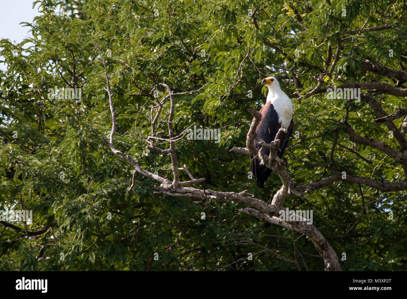 African fish eagle (Haliaeetus vocifer) perched on a tree branch in Murchison Falls National Park, Uganda. Stock Photo