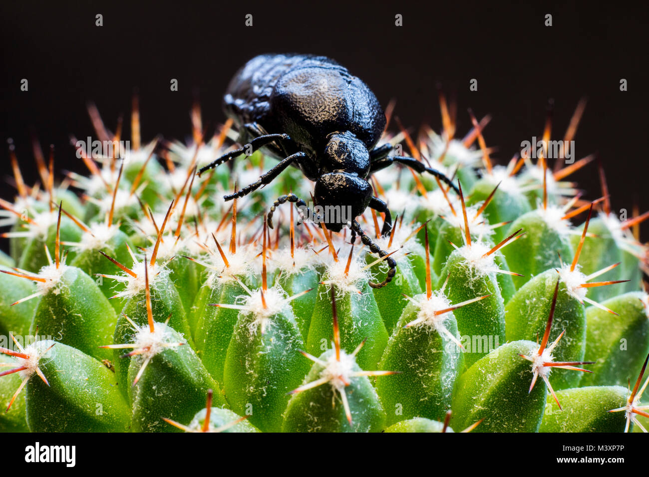 Macro picture of a black bug on a cactus Stock Photo - Alamy