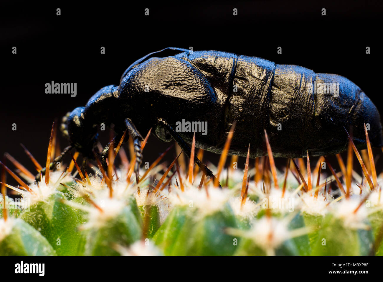 Pulse beetles hi-res stock photography and images - Alamy
