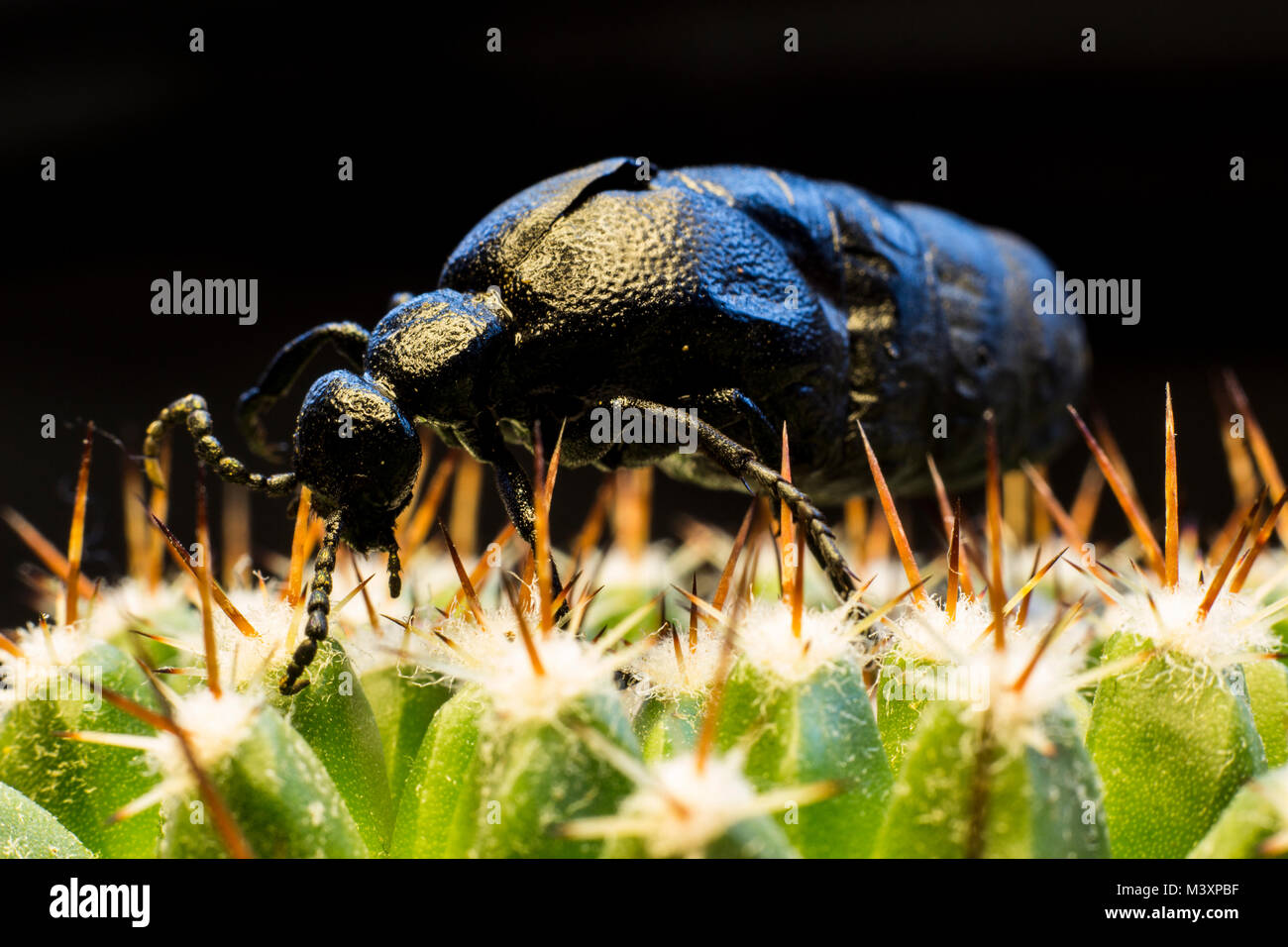 Pulse beetles hi-res stock photography and images - Alamy