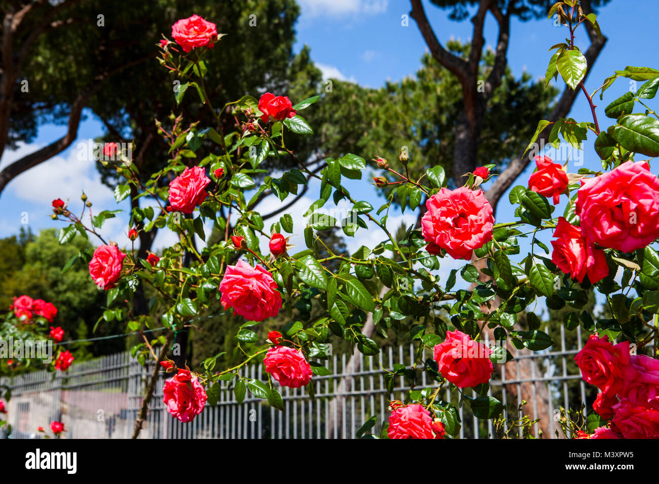 Rose Garden in Rome, Italy. Beautiful Municipal Rose Garden is a public garden in Rome, located on  Aventine Hill in Rome. Stock Photo