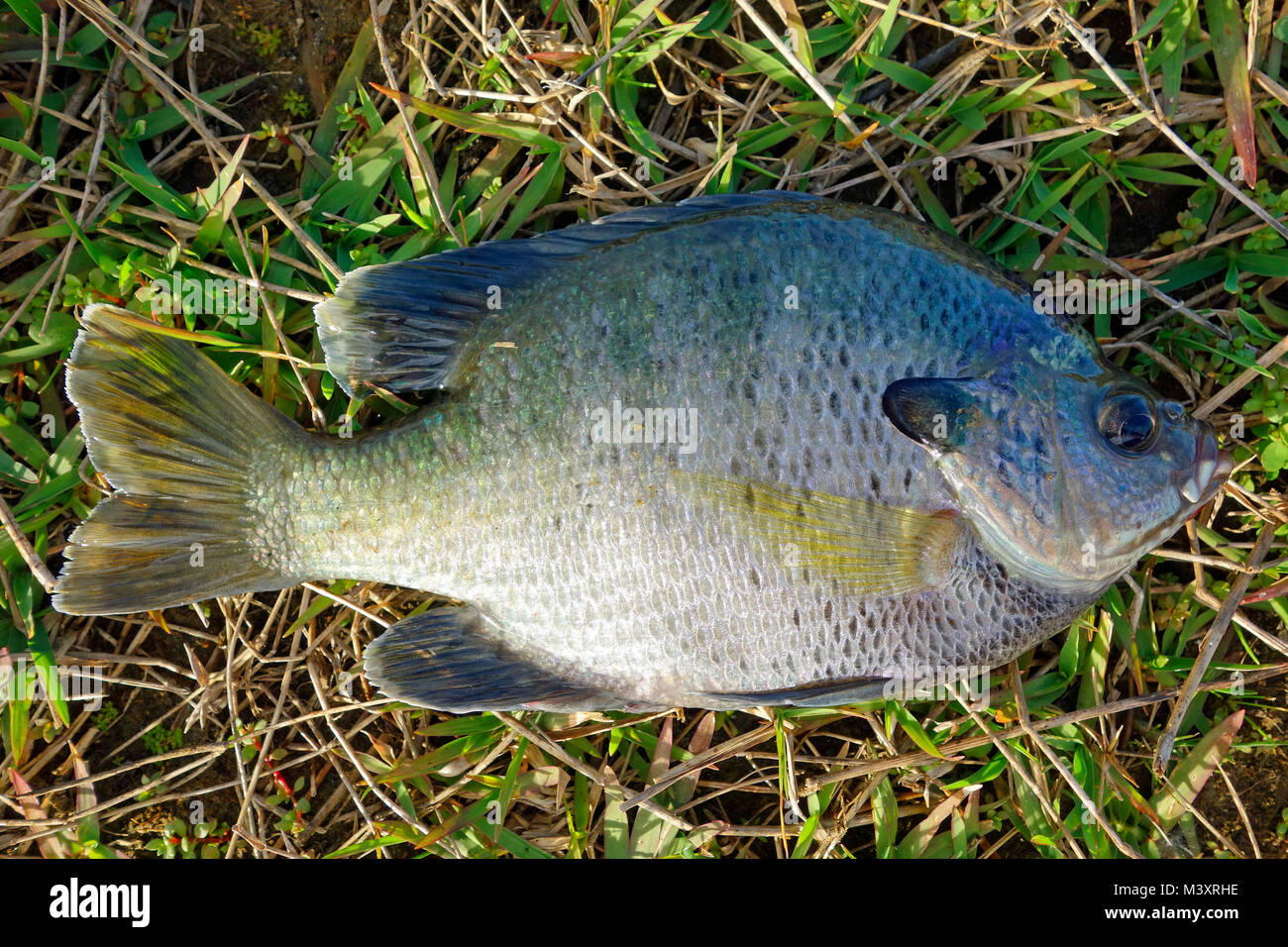 A Bluegill fish species Stock Photo
