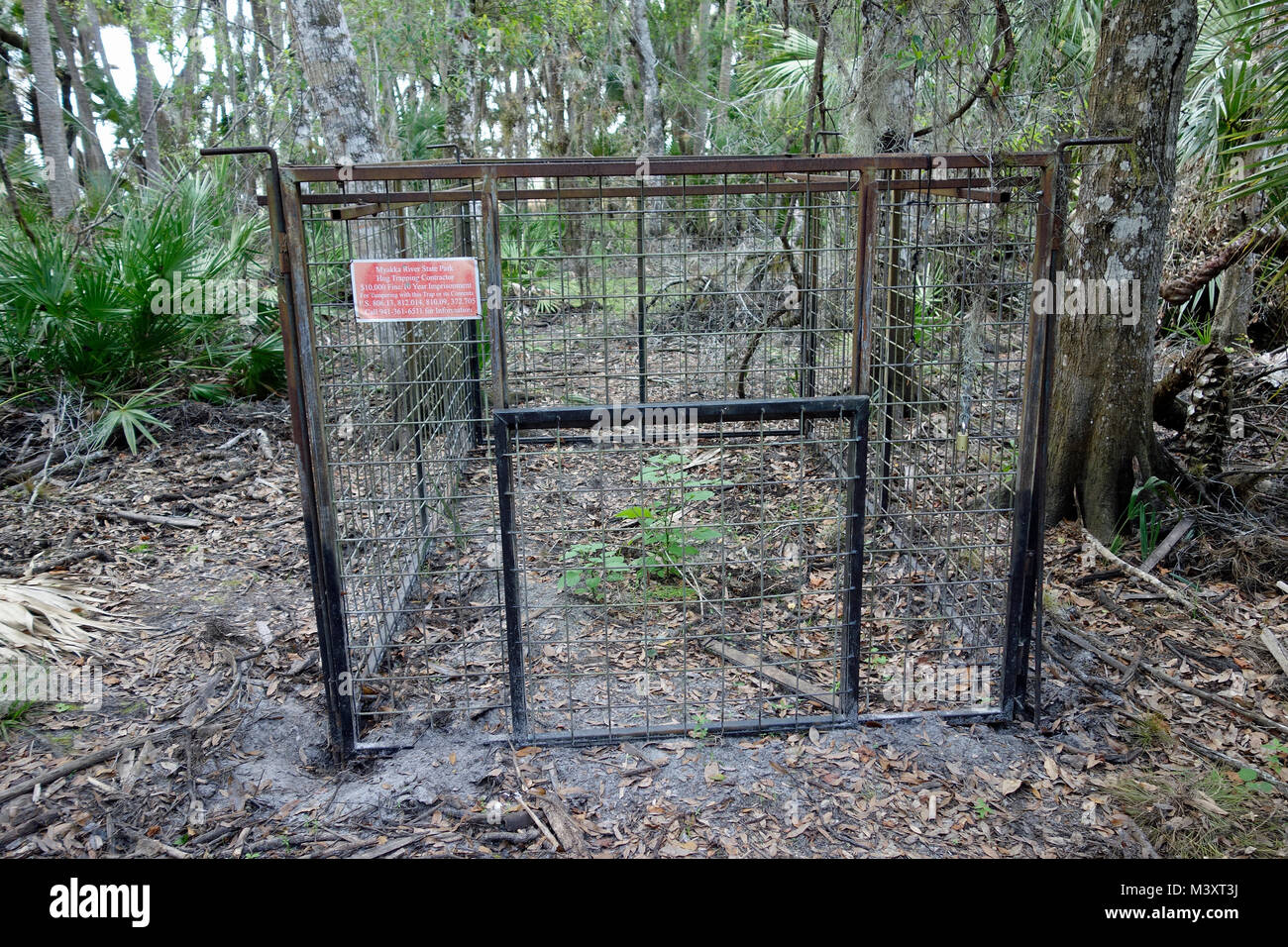 A trap for capturing wild pigs or hogs or boars Stock Photo