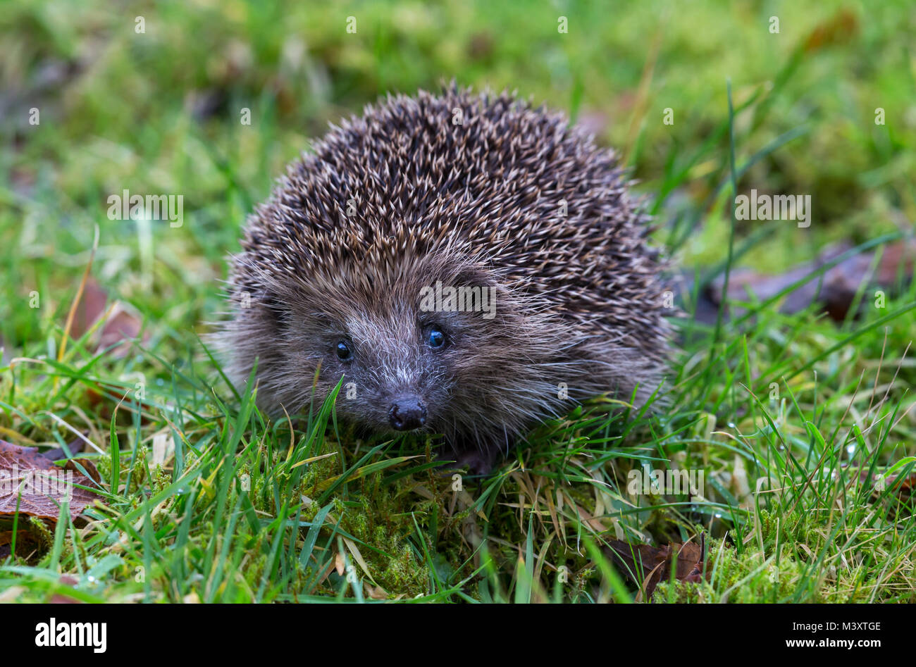 Hedgehog, Uk, wild, native hedgehog on green grass facing forwards Stock Photo