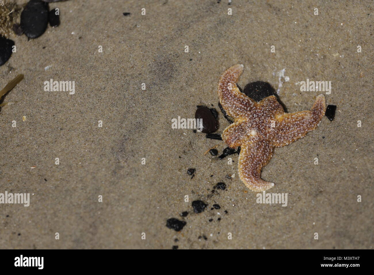 Closeup sunset beach scenery hi-res stock photography and images - Alamy