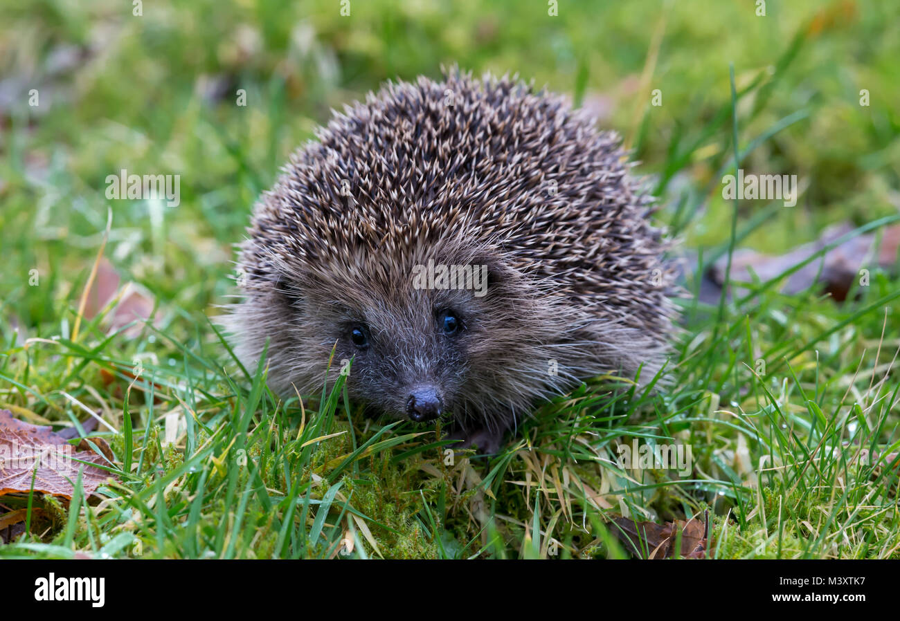 Hedgehog, Uk, wild, native hedgehog on green grass facing forwards Stock Photo