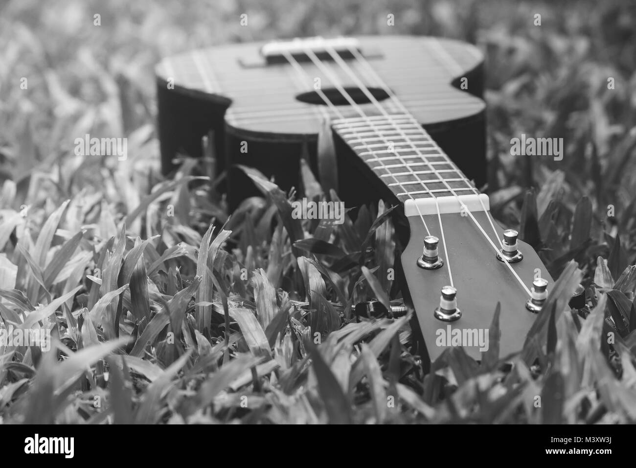 Abstract black and white image close up of musical instrument ukulele guitar on green grass. Stock Photo