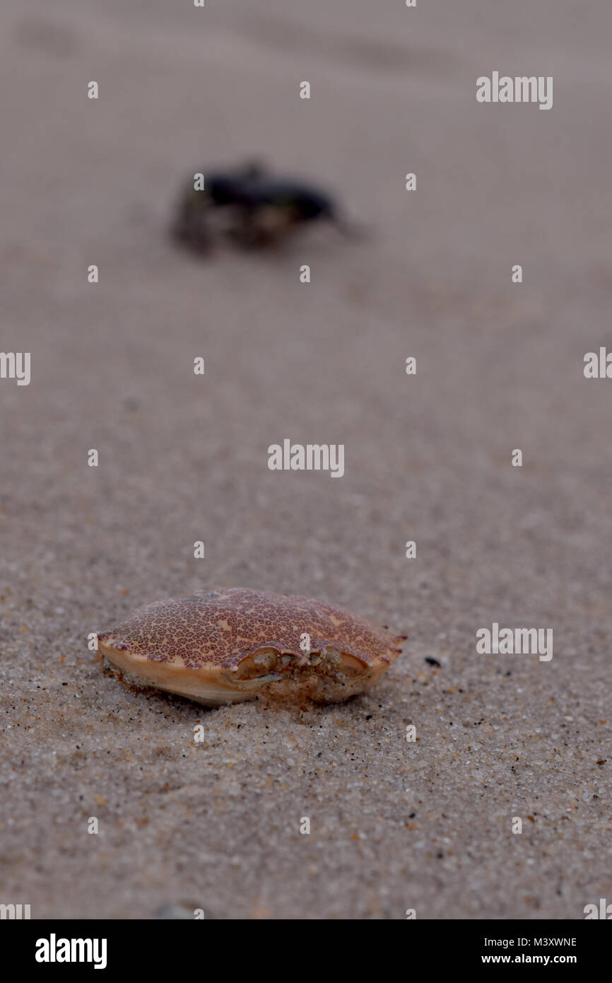 Empty crab shell on a wet, sandy beach with debris and organic material blurred in the background. Stock Photo