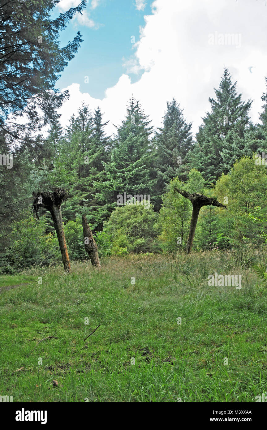 Upsidedown trees as a sculpture in Beacon Fell Country Park Lancashire