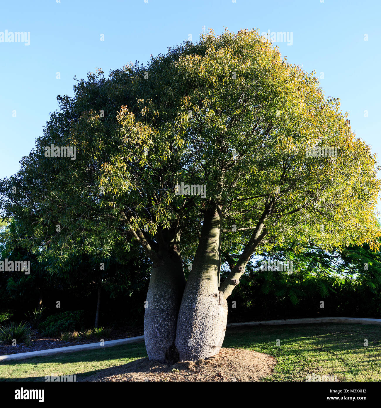 Australian Bottle Tree, Queensland Bottle Tree, Brachychiton Rupestris, beautifully sculptural