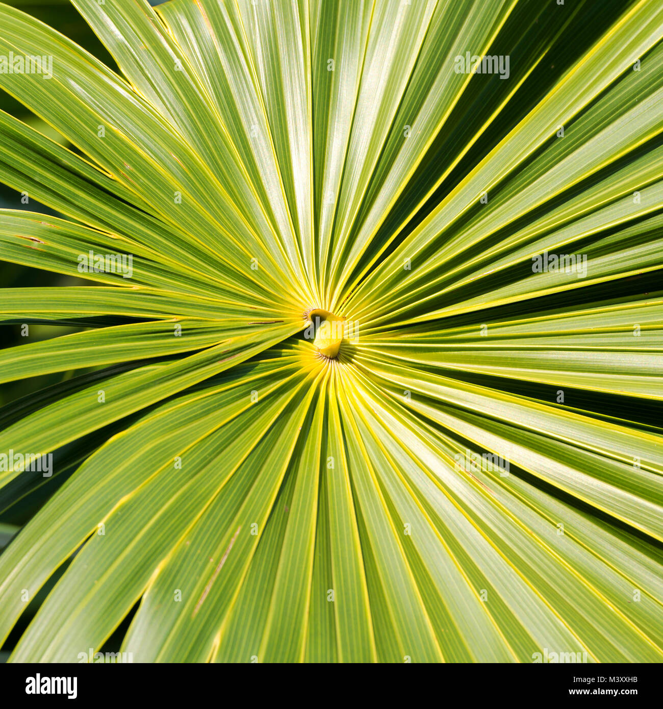 Green leaves fan out forming a background Stock Photo