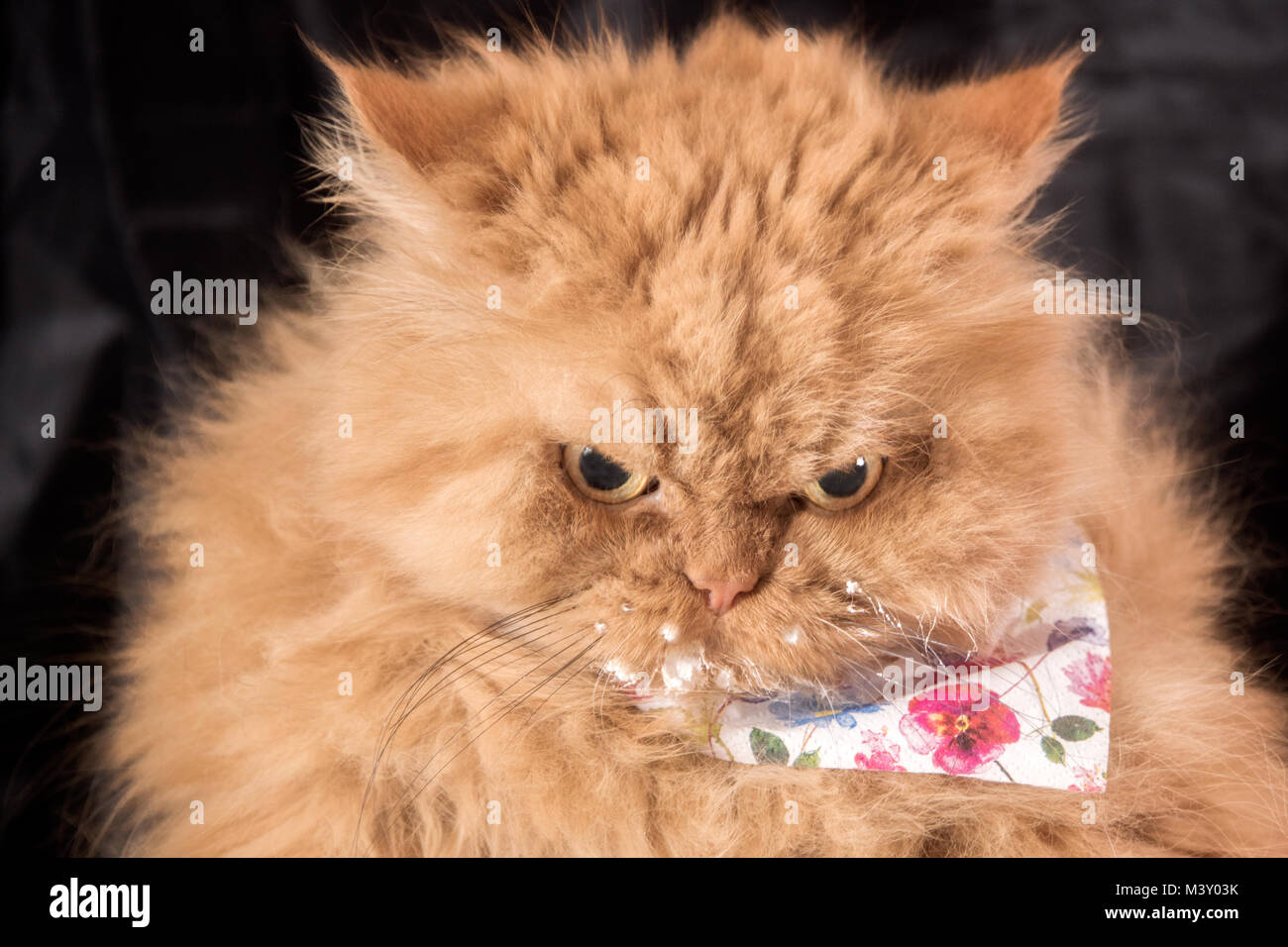 Close up portrait of orange Persian cat after drinking milk Stock Photo
