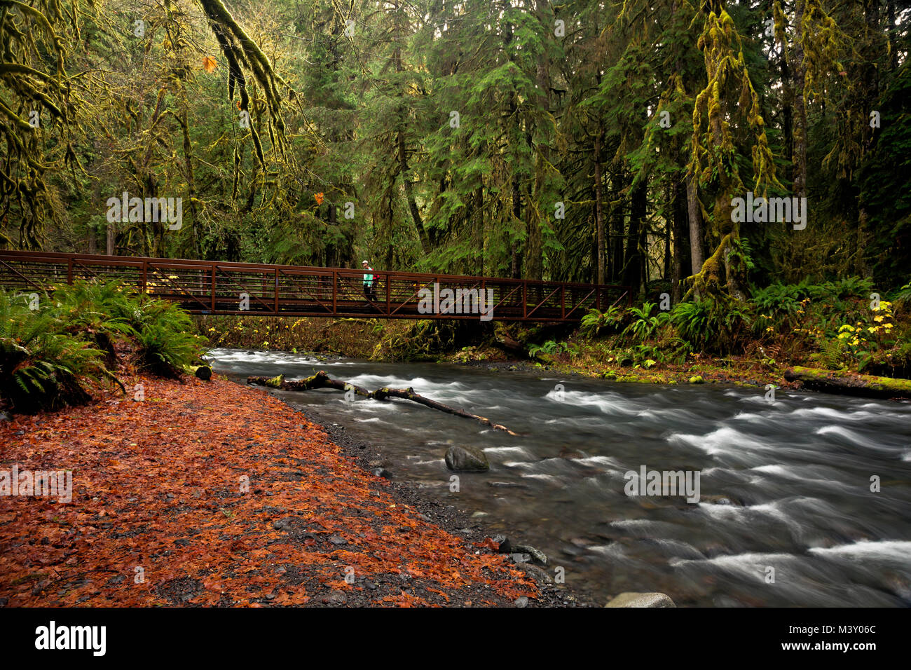 WA13365-00...WASHINGTON - Hiker crossing Barnes Creek on the Marymere Falls Trail near Lake Crescent in Olympic National Park. Stock Photo