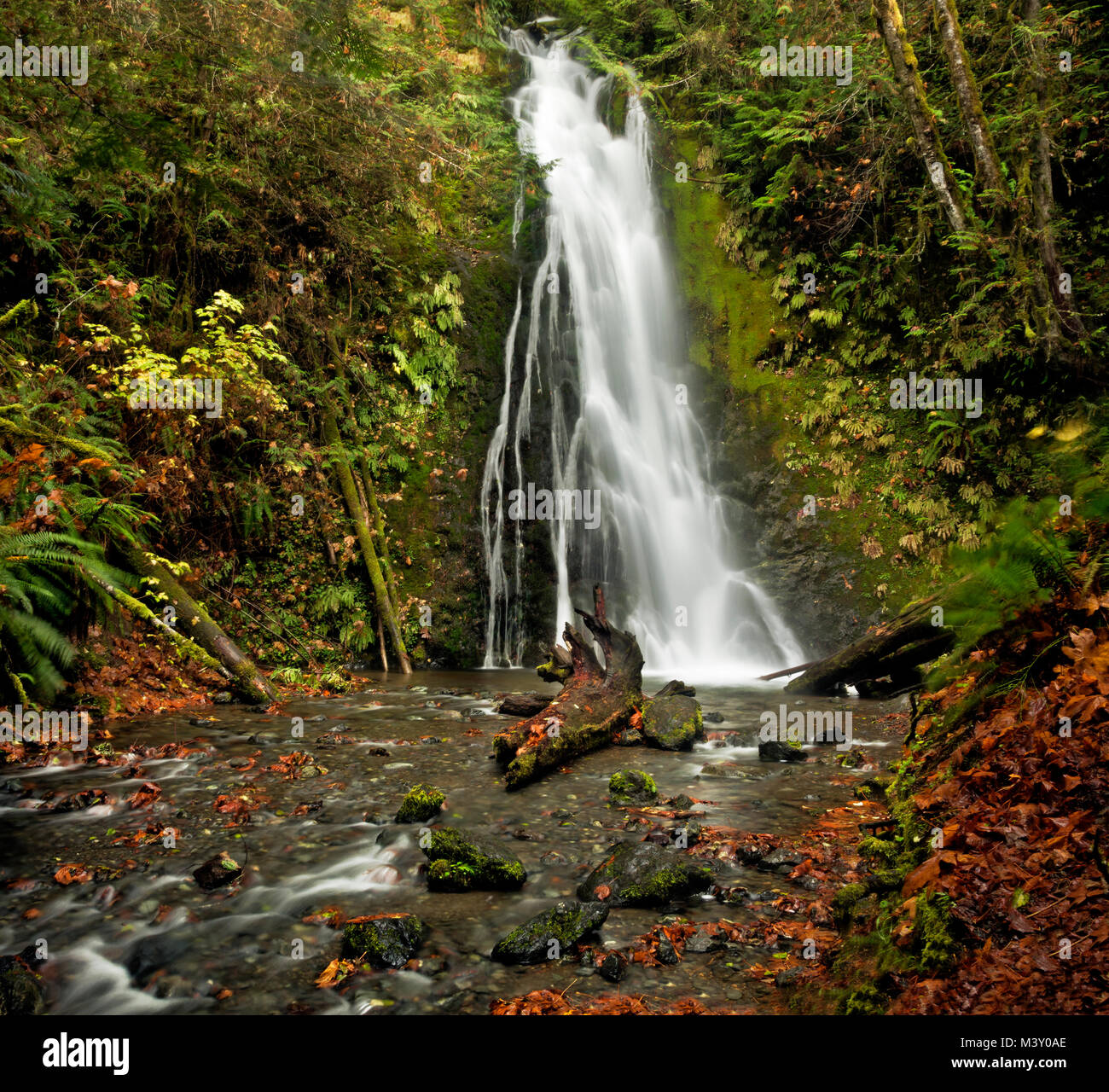 WA13373-00...WASHINGTON - Fall color at Madison Falls in the Elwha River Valley of Olympic National Park. Stock Photo