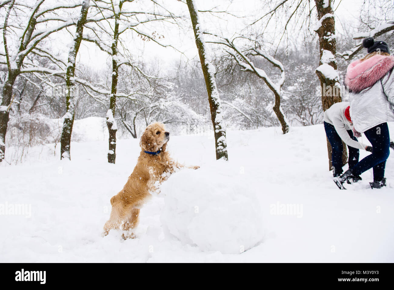 Dog and people having fun in winter forest with snow Stock Photo - Alamy