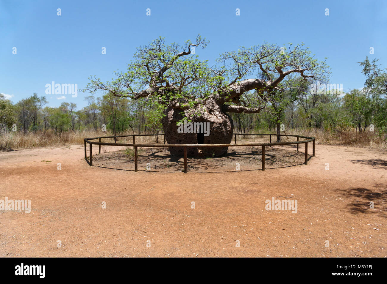 The Prison Boab Tree  ( Adansonia digitata ),  Derby, West Kimberley, Western Australia Stock Photo