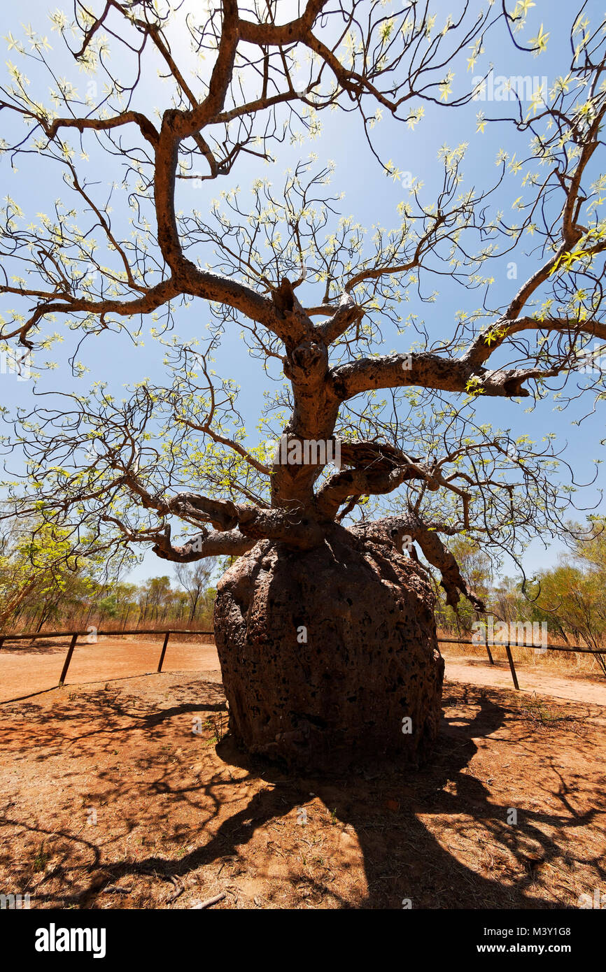 The Prison Boab Tree  ( Adansonia digitata ),  Derby, West Kimberley, Western Australia Stock Photo