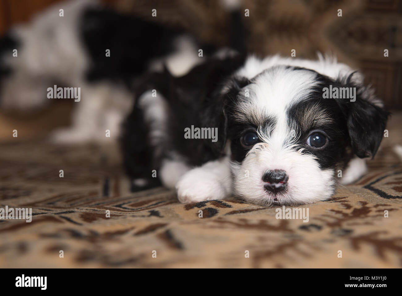 Puppy miniature lies on the bed, funny little dog, looking in camera Stock Photo