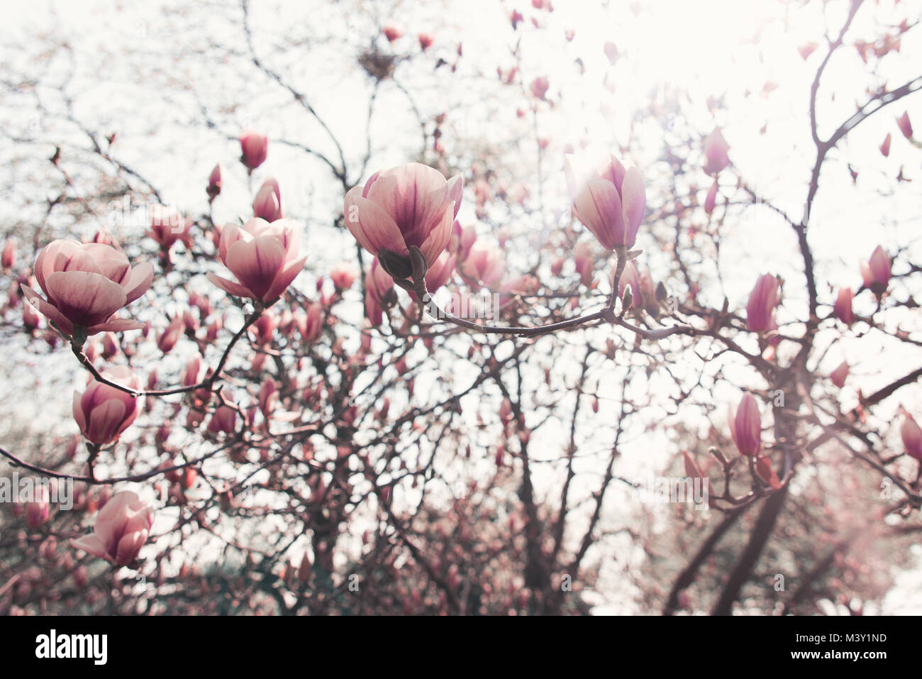 Magnolia trees, Botanical Garden spring atmosphere, good mood Stock Photo