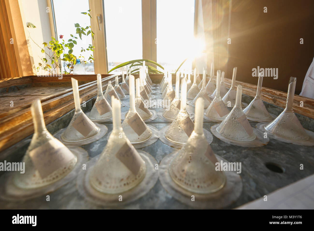 Test tubes with seeds on germination table Stock Photo Alamy