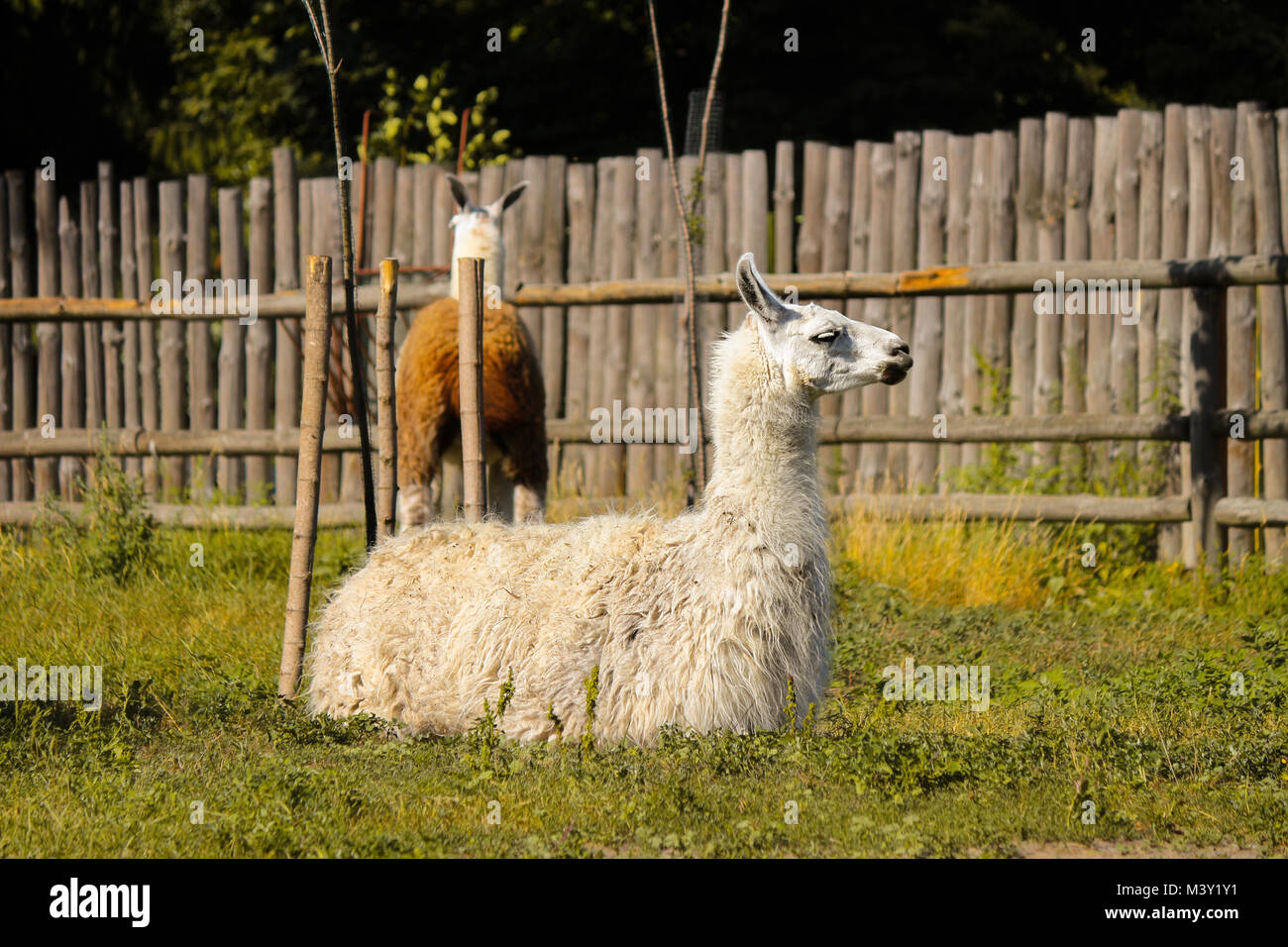 Lama rests at the Zoo,, wild animal Stock Photo