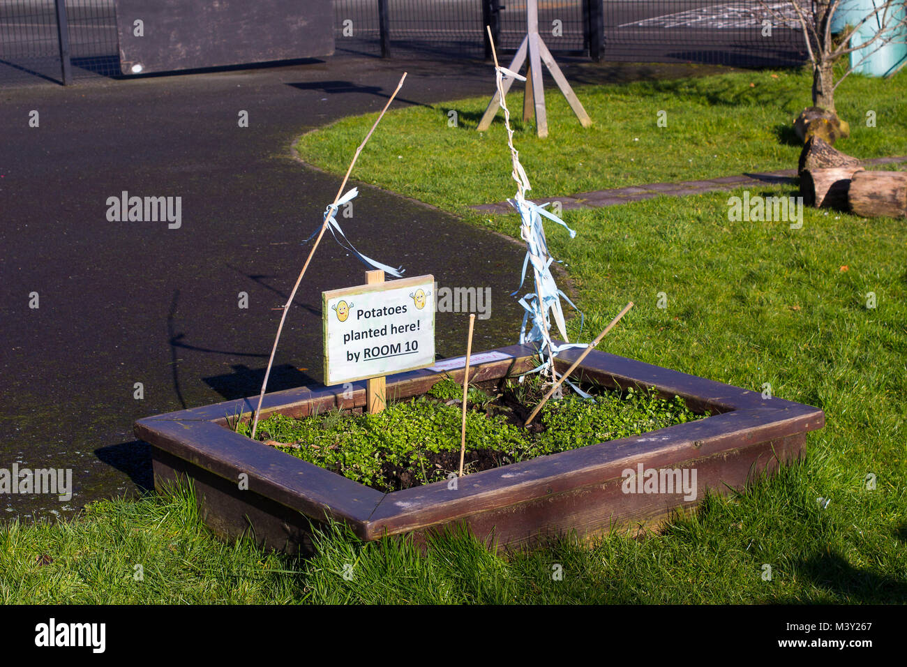 A potato growing bed in winter that is normally maintained by the children of Towerview Primary School in Bangor County Down in Northern Ireland Stock Photo