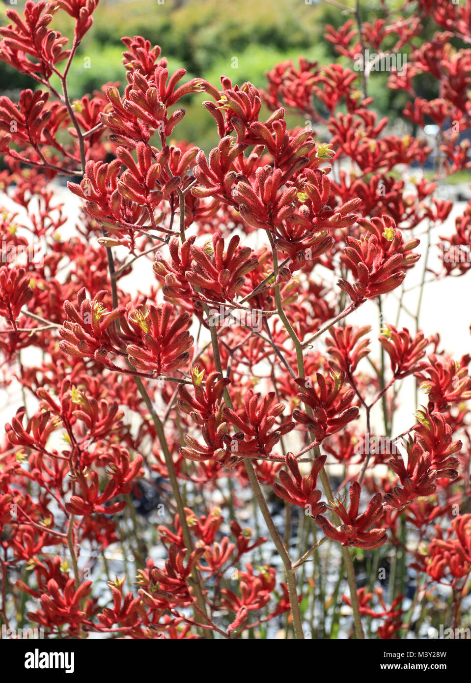 Anigizanthos Big Red or also known as Kangaroo Paw Stock Photo