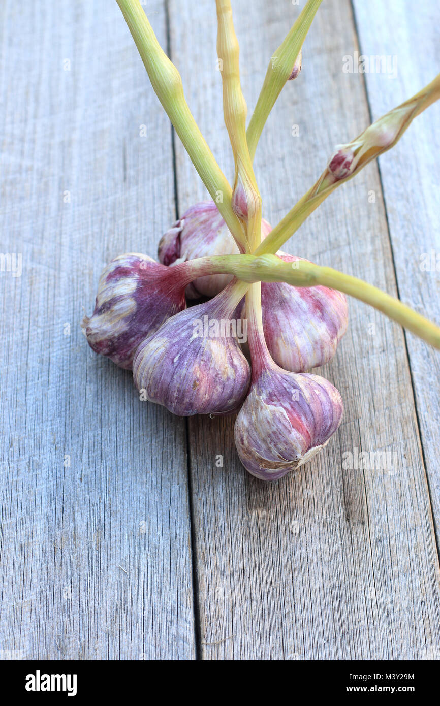 Freshly harvested Allium sativum or known as garlic bulbs on wooden background Stock Photo