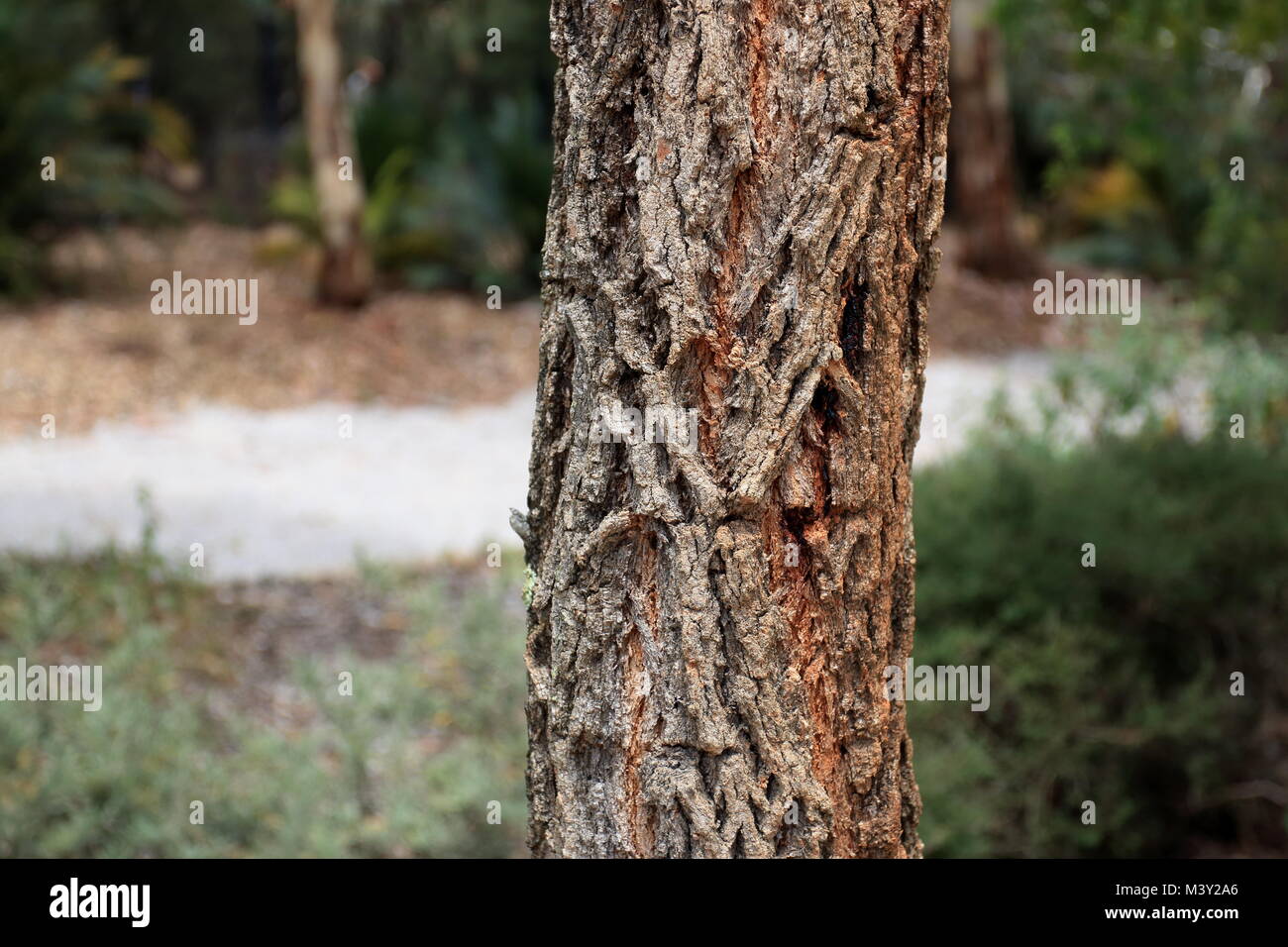 Eucaluptus globoidea or known as White Stringybark is a tree native to Eastern Australia Stock Photo