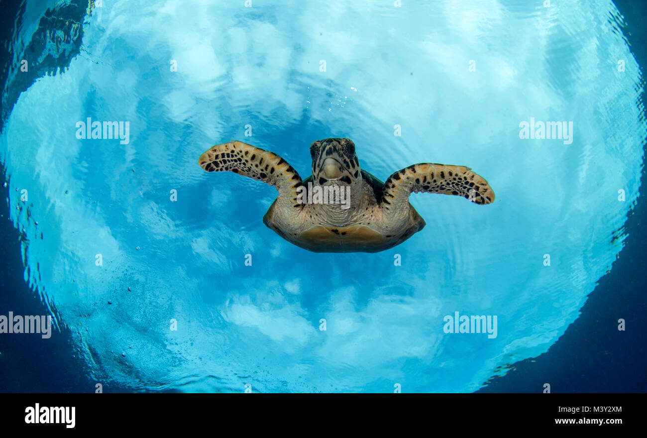 Hawksbill seat turtles in Papua New Guinea Stock Photo