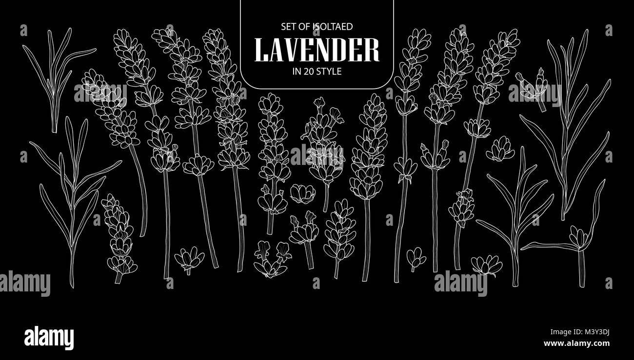 Set of isolated Lavender in 20 styles. Cute hand drawn flower vector illustration only white outline on black background. Stock Vector