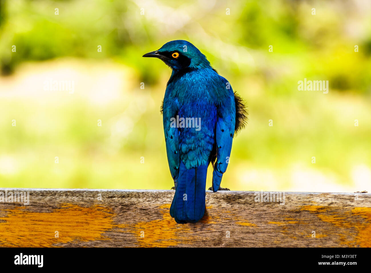 Greater Blue-Eared Starling sitting on a fence rail at Skukuza Rest Camp in Kruger Park in South Africa Stock Photo