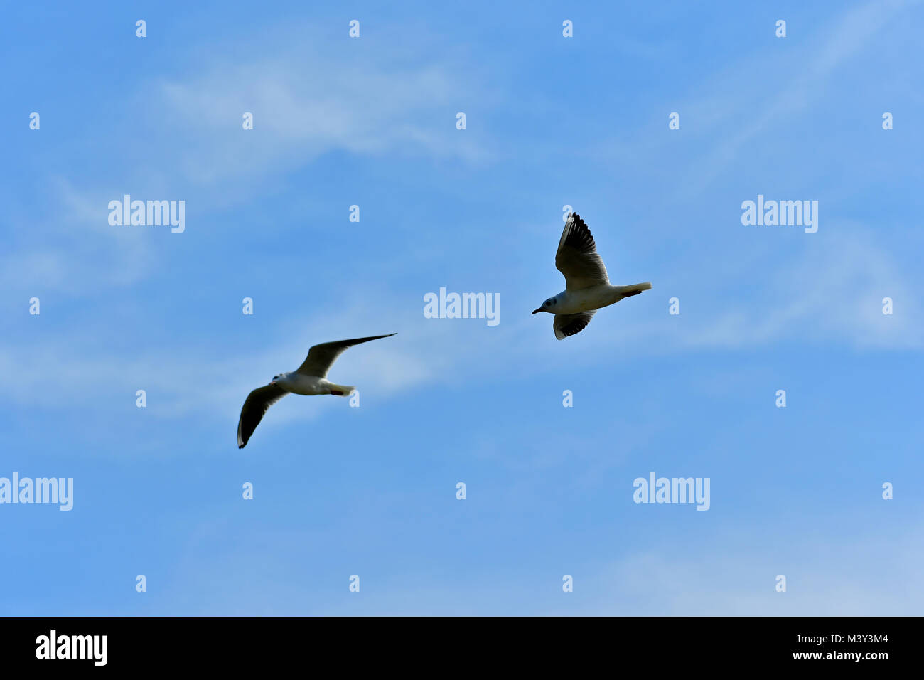 Free wild sea gulls in flight Stock Photo