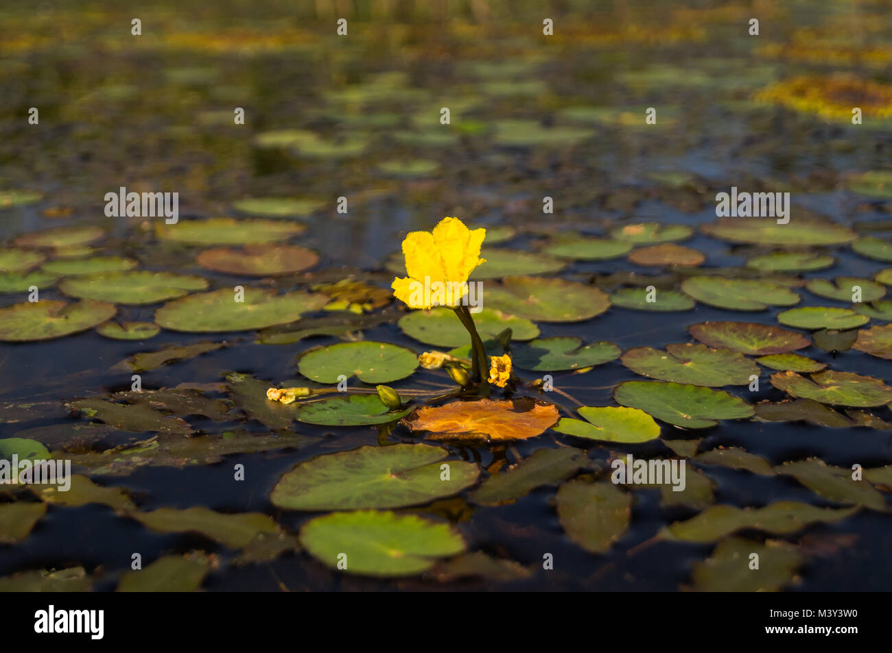 A small yellow water lily in a summer pond blooms Stock Photo - Alamy