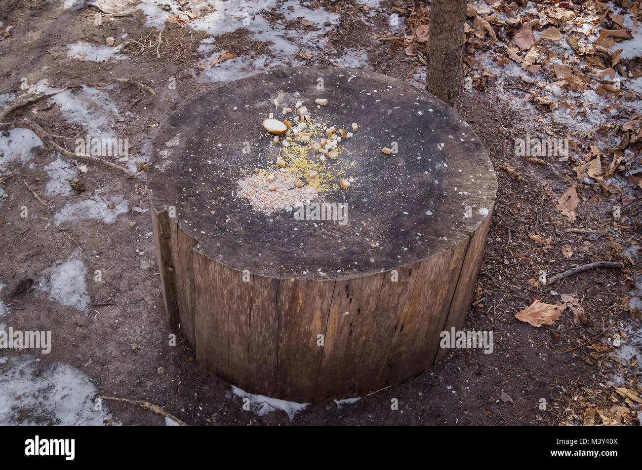 Bird droppings and berries hires stock photography and images Alamy