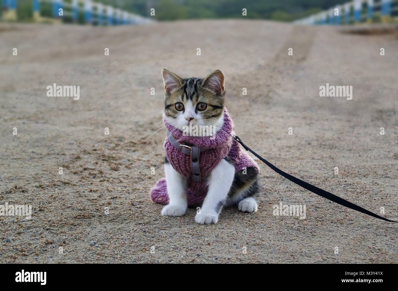 Sad kitten. Kitten alone on the road waiting for the owner Stock Photo
