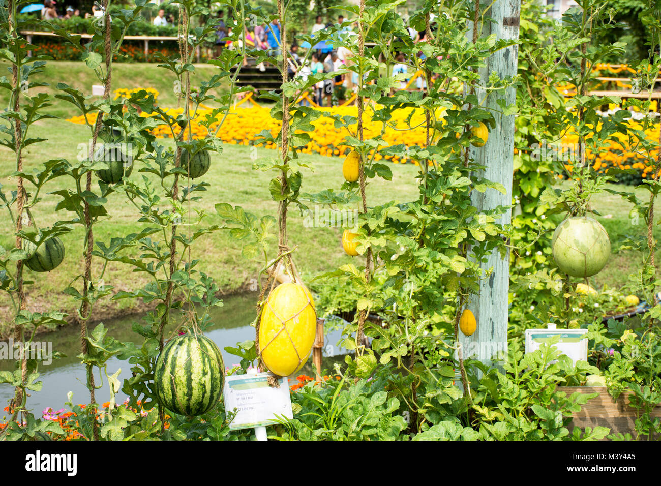 Yellow Watermelon and Green Watermelon or Citrullus lanatus plant in