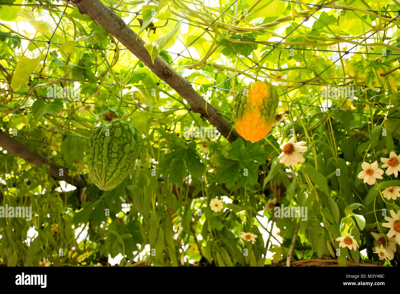 Chinese green melon squash hires stock photography and images Alamy