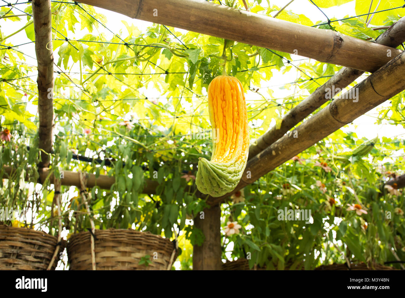 Chinese green melon squash hires stock photography and images Alamy
